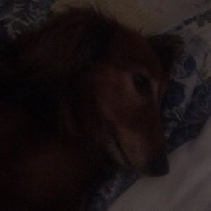 Meet your Posher, Carol